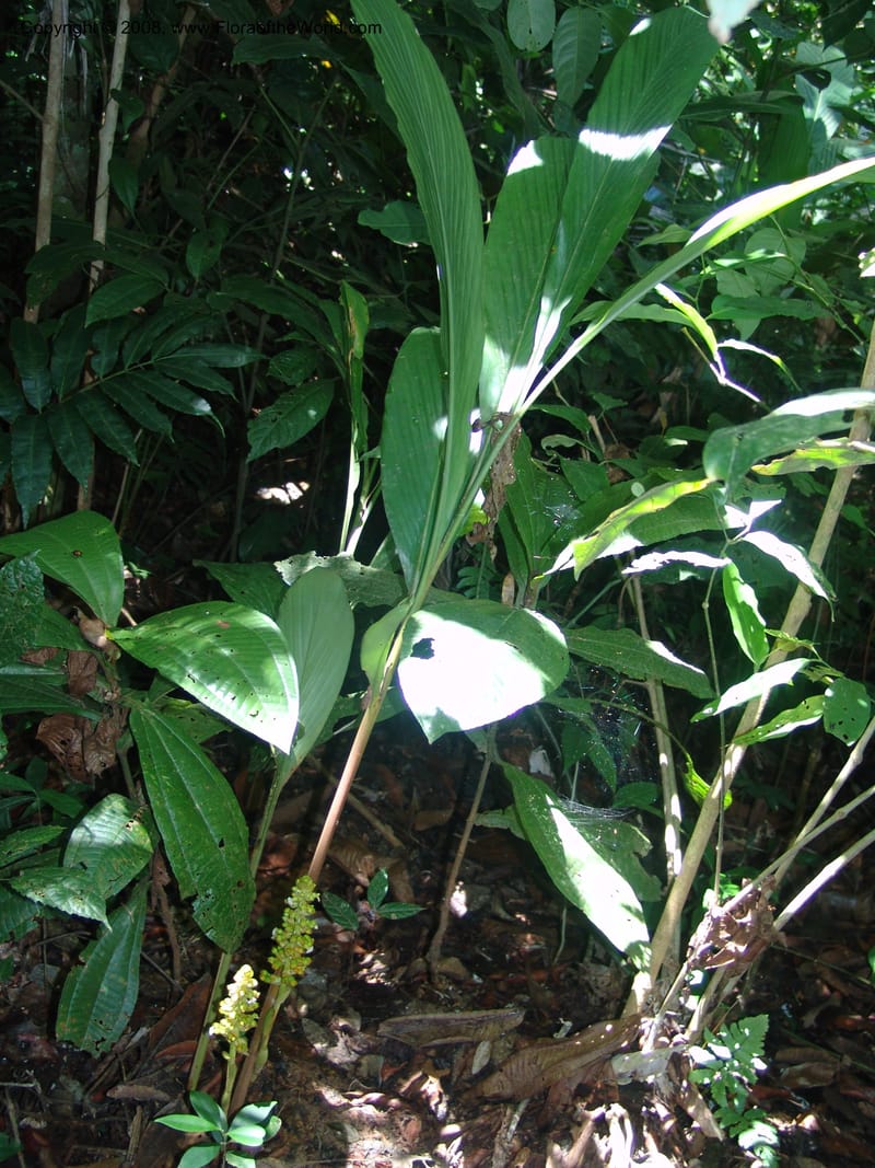 Renealmia, not coll.--Bolivia. Pq. Nac. Madidi. Chalalan. Send. Anta. 30 Nov 04. 234.jpg