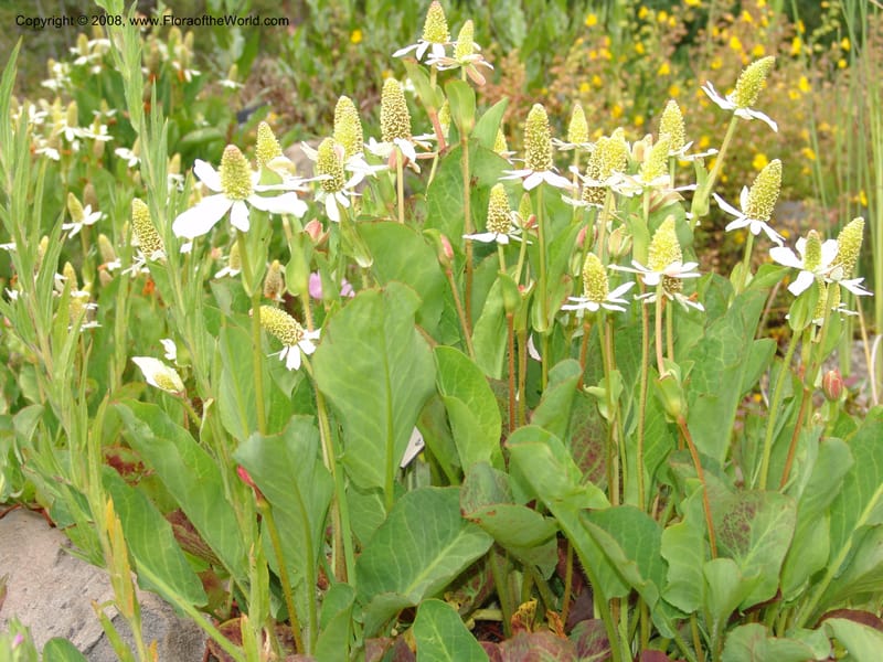 Anemopsis californica, 62.0082--CA. UC Berkeley Bot. Garden. 31 May 07. 866.jpg