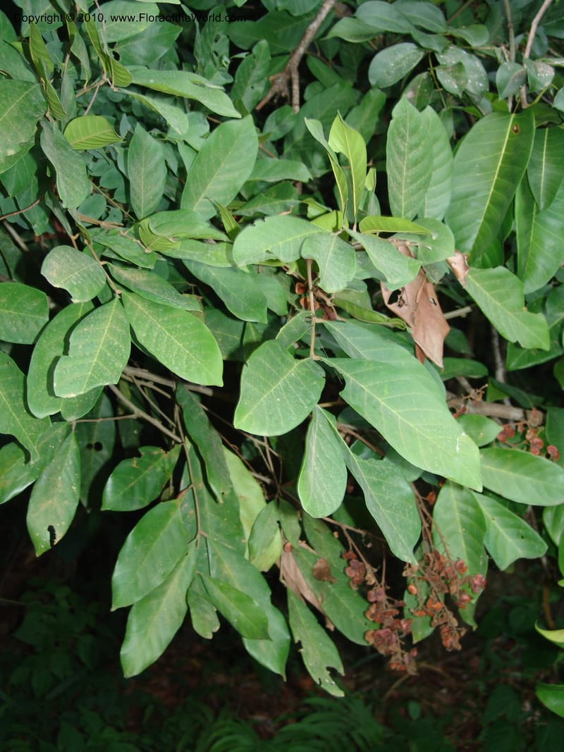 Aporrhiza, R. Gereau 6812--Tanz. Ulanga Distr. Mbangayao Sch. 12 Feb 06. 337 (9).jpg
