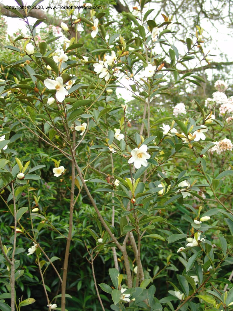 Michelia crassipes--CA. San Francisco Botanical Garden (Strybing Arb.). 30 Mch 06. 086.jpg