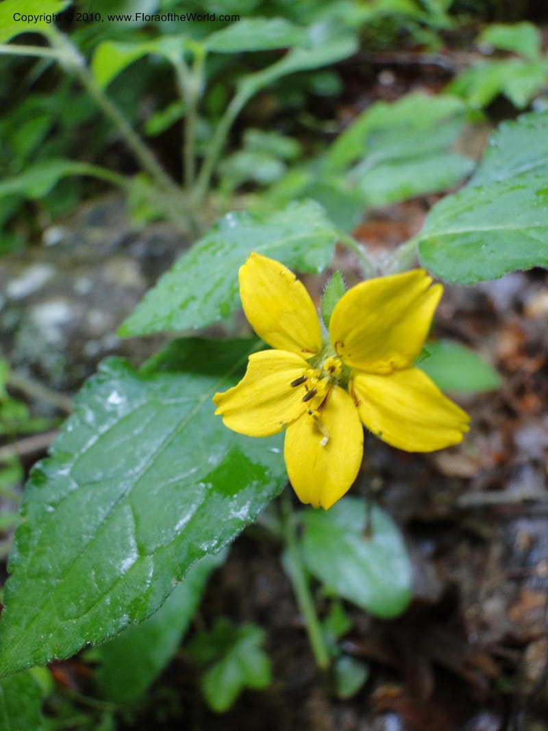 Chrysogonum virginianum, Mori, S 27435, USA, North Carolina, Durham County, Duke Forest, Gate 26 New Hope Drainage, 24 May 2010 (10).JPG