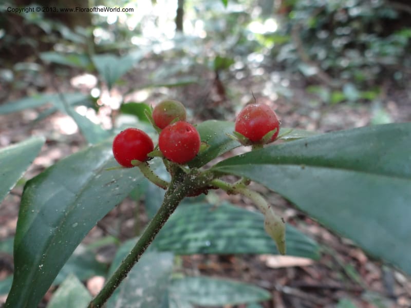 Ardisia, VC 5657--Thailand. Trang. Khao Baan Thad. 17 Nov 2012. DSC00079 (62).JPG
