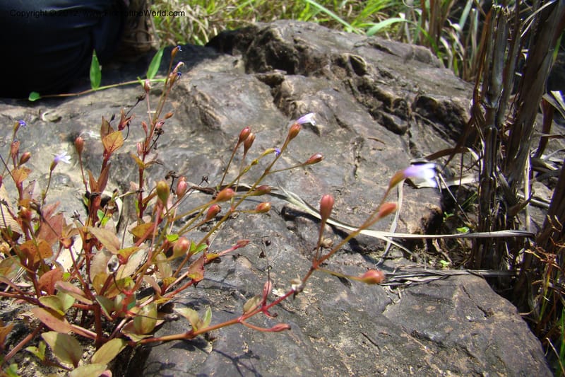 Lindernia, Regalado 1705--Viet Nam. Thua Thien Hue Prov. Nam Dong Distr. Thuang.12 Apr 09. 129.jpg