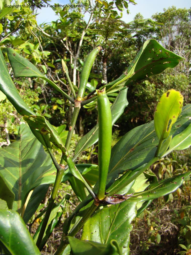 Atractocarpus, JMunzinger4743--New Caledonia. Mandjelia. 13 Nov 07. 190.jpg