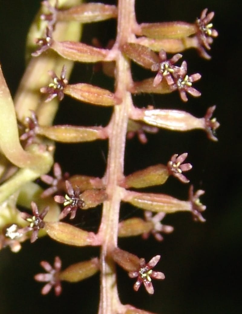 Dioscorea, Croat94641--Ecuador. Prov. Pichincha. Nono-Tandayapa. 14 Feb 05. 282a.jpg