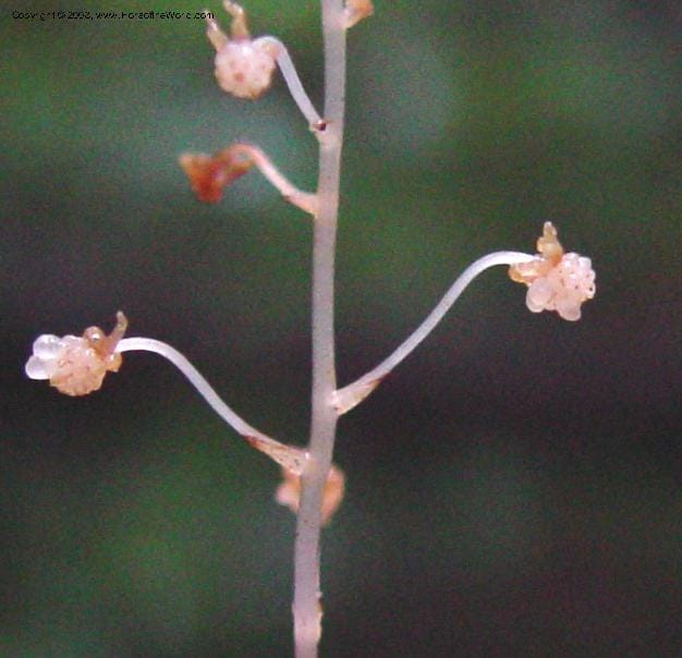 Sciaphila albescens, JSmith4184--Fr. Guiana. Kaw Mts. 'Caves Trail'. 20 Mch 02. 005C.jpg