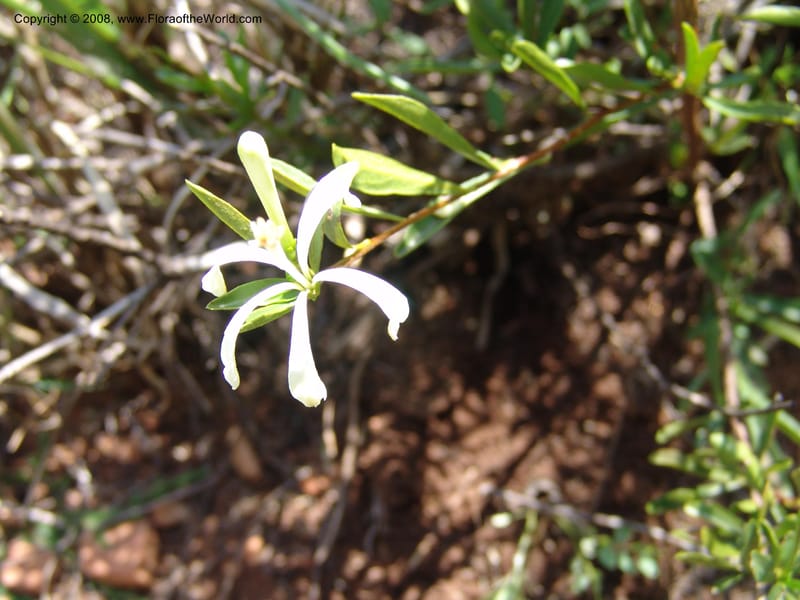 Turraea obtusifolia--So.Africa. Mpumal. twd Rietfontein. 16 Mch 05. 328.jpg