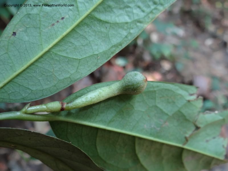 Anaxagorea, VC 5656--Thailand. Trang. Khao Baan Thad. 17 Nov 2012. DSC00079 (44).JPG