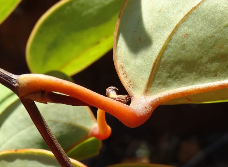 Smilax, Munzinger, J 7482--New Caledonia. PinPin. 20 Nov 2015. DSC03938 (225).JPG
