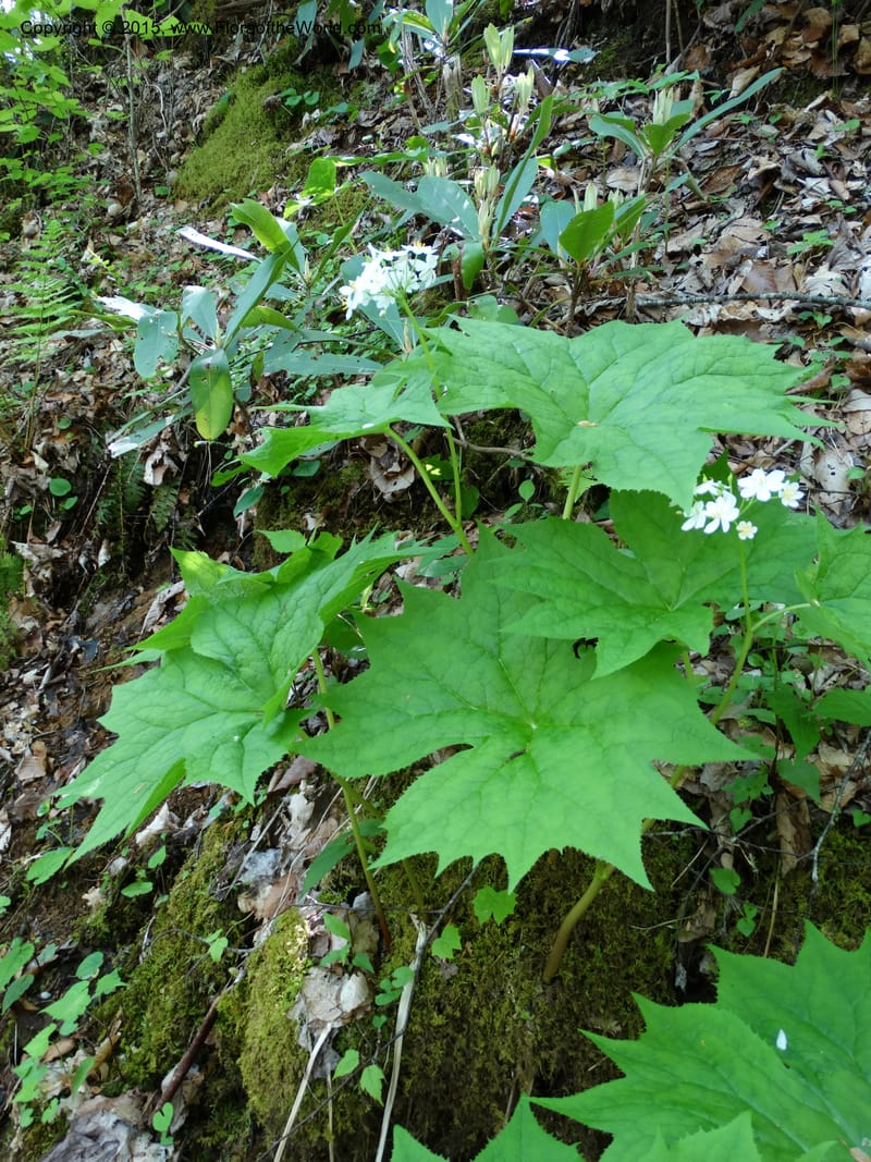 Diphylleia cymosa, Davidson, C 12981--North Carolina. Clay Co. Perry Gap Rd, Barnard's Cr. 13 May 2015. DSC04860 (6).JPG