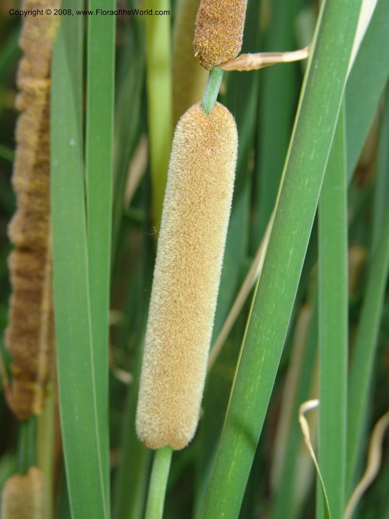 Typha minima--CA. McConnell Arboretum, Redding. 4 Jun 07. 114.jpg