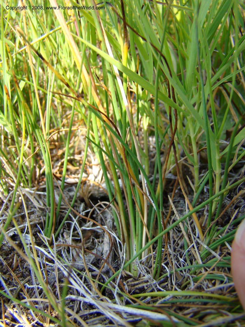 OR. Malheur Co. 10 km W of Rome on Hwy 95. 16 Jul 08. 005.jpg