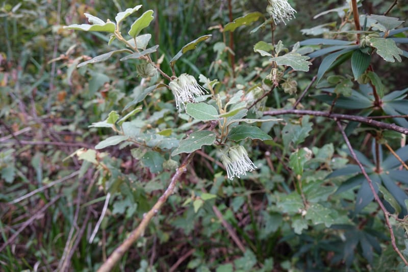 Chorilaena quercifolia, Davidson, C 13509--Australia. W.A. Valley of the Giants Rd. 29 Oct 2016. DSC06689 (41).JPG