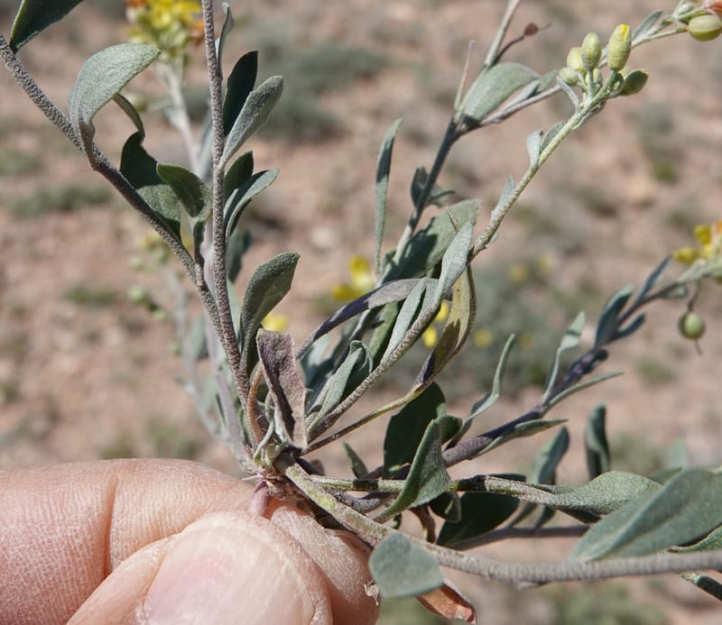 Lesquerella gordonii, C. Davidson 13997--AZ. Cochise Co. Geronimo Trail Rd. 10 Apr 2019. DSC07357 (86).JPG