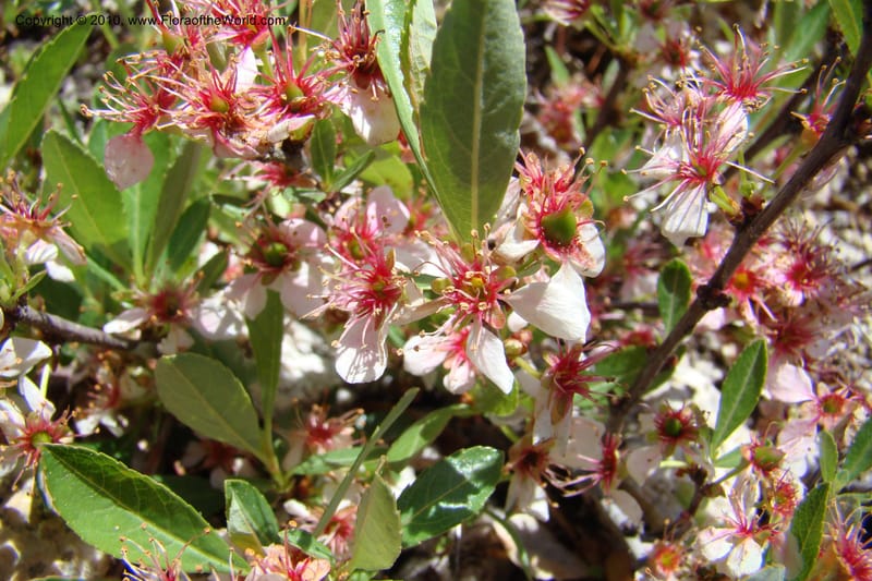 Prunus americanus, C. Davidson 11461--ID. Valley Co. Warm Lake. 16 June 2009. 041.jpg