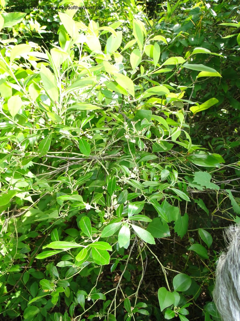 Ilex glabra, Mori, S 27396, USA, North Carolina, Johnson Co., Hwy 50, 3 km SE of Benson, 21 May 2010 (2).JPG