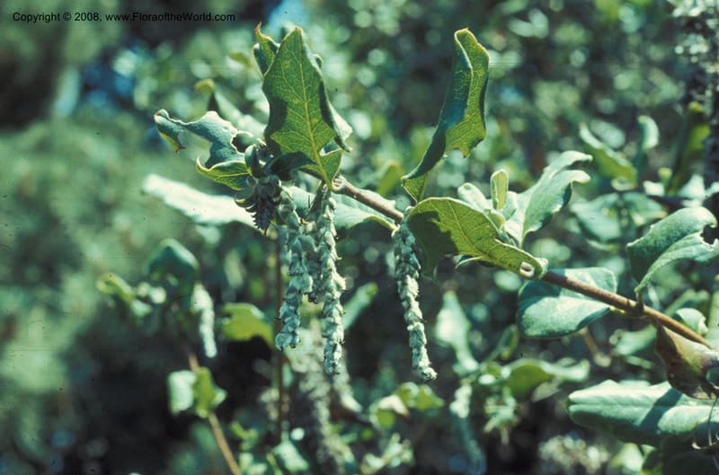 Garrya elliptica, CDavidson5937--CA. Mendocino Co. Haven's Neck, N of Gualala. 19 Jun 77. 001.jpg