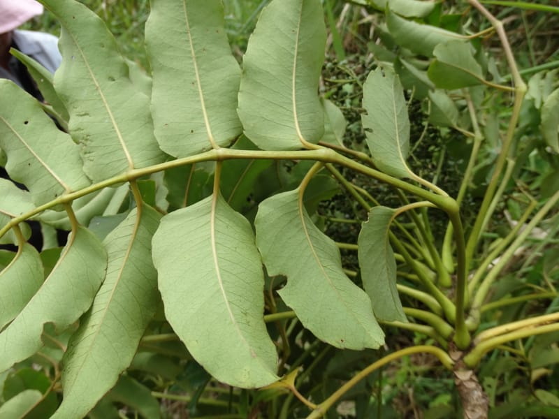 Polyscias joskei, Plunkett, G 3179--Fiji. Delaikoro Mtn. 3 Nov 2015. DSC08393 (163).JPG