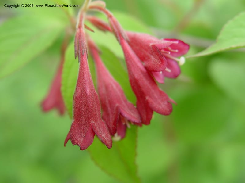 Weigela floribunda--MA. Arnold Arb. 30 Jun 03. 094.jpg