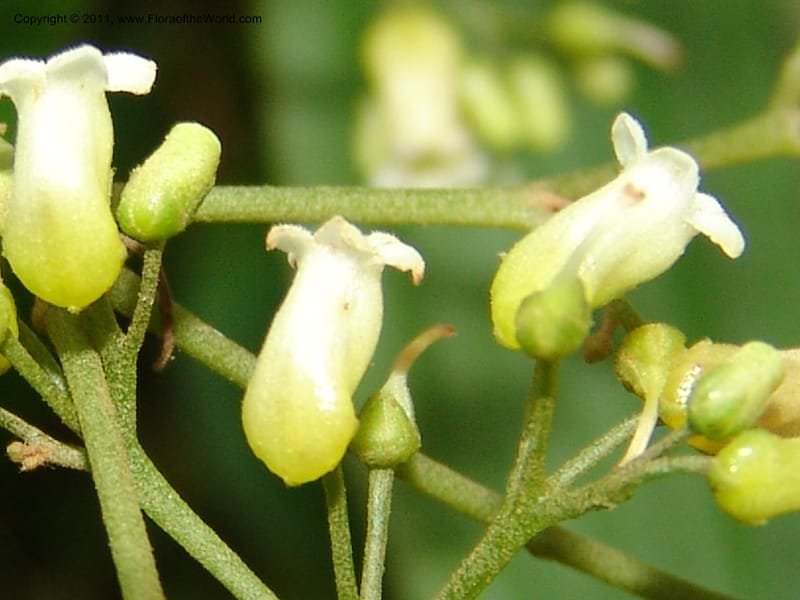 Shuaria ecuadorica, Neill 15912--Ecuador. Prv. Zam. Ch. C del Condor. Wawaime plot. 22 Sep 07. 214 (10).jpg