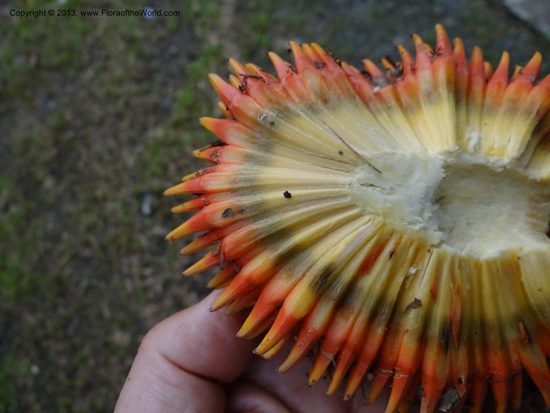 Pandanus fusinus, Callmander 1006--Malaysia, Sarawak. Gunong Tai Ton. 27 Mar 2012. DSC05734 (77).JPG