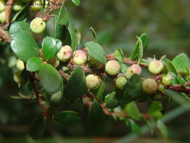 Myrsine africana--So.Africa. Mpumal. Buffelskloof Private Nat. Res. 17 Mch 05. 209.jpg