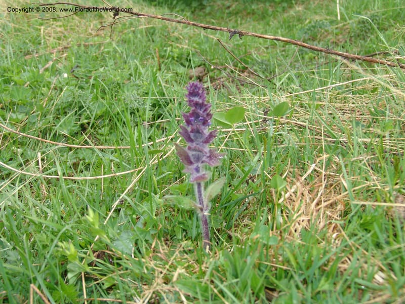 Ajuga orientalis--Georgia. Kazbeki . Trail-road to Sameba Church. 2 Jun 05. 298.jpg