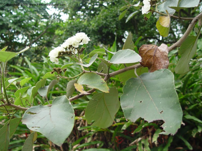 Cordia holstii--So. Africa. Durban Bot. Gard. 3 Oct 03.  078.jpg