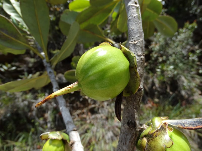 Strasburgeria robusta, Lowry, P 7371--New Caledonia. Mont Dzumac. 12 Nov 2015. DSC01563 (224).JPG