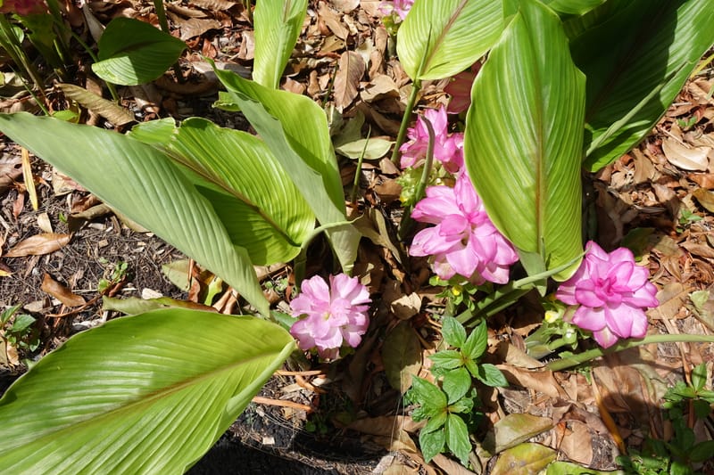 Curcuma domestica--Australia. Brisbane Bot. Gard. 15 Oct 2016. DSC02202 (25).JPG