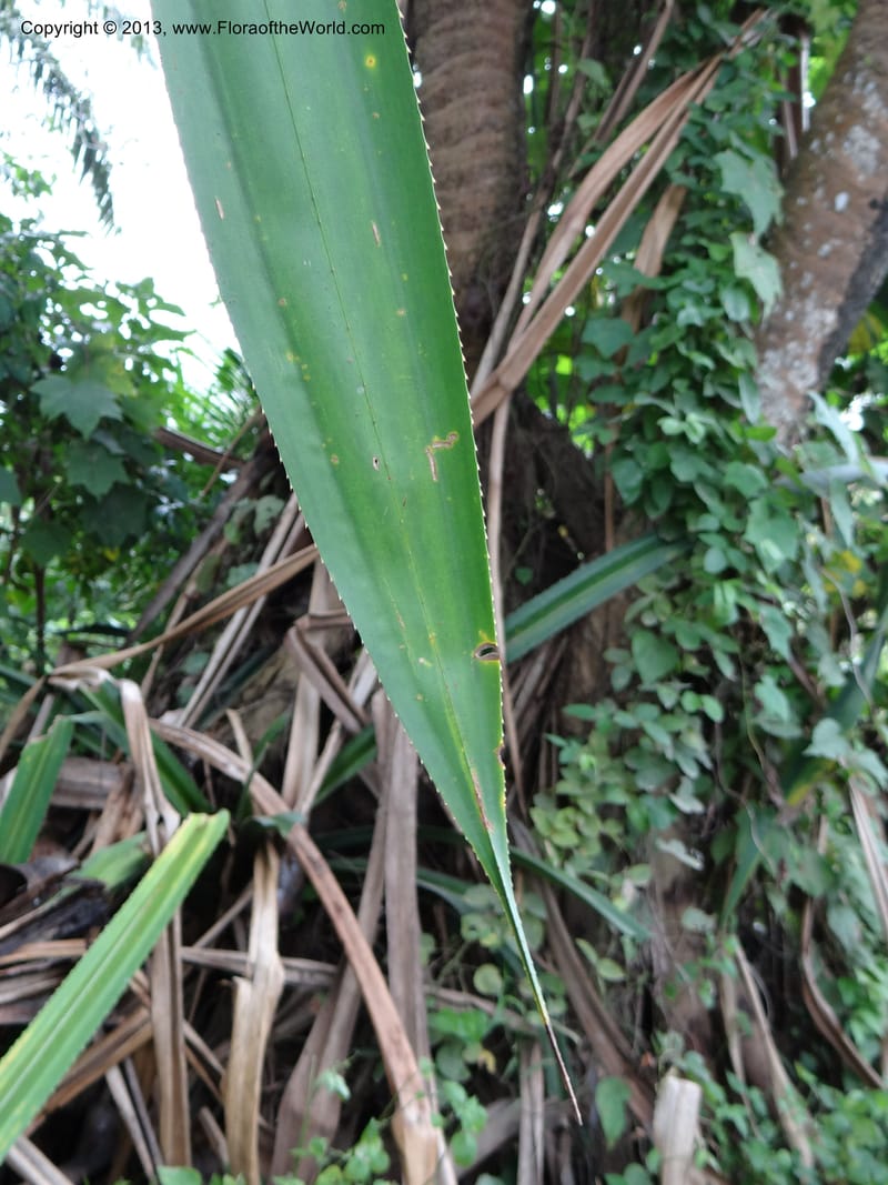 Pandanus unicornutus, Callmander, M 1049--Thailand. Chumphon Prov. Tambon Mab Amarit. 13 Nov 2012. DSC09009 (23).JPG