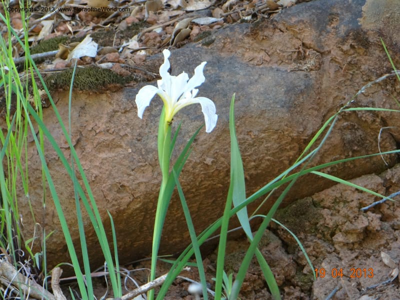 Iris tenuissima, Davidson, C 12132--USA, California, Nevada Co. 19 Apr 2013  0111 (12).JPG