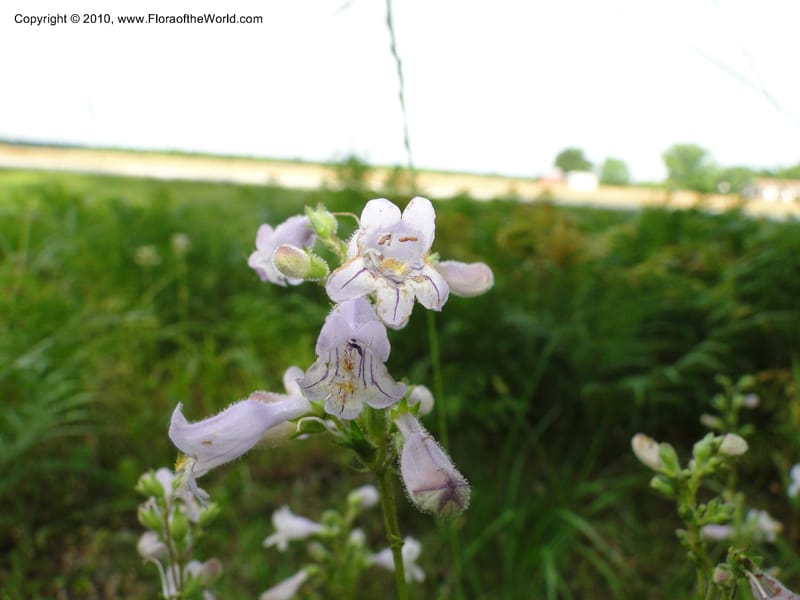 Penstemon laevigatus, Mori, S 27407, USA, North Carolina, Pender Co., Hwy 117, 3.9 miles N of Burgaw, 21 May 201 (15).JPG