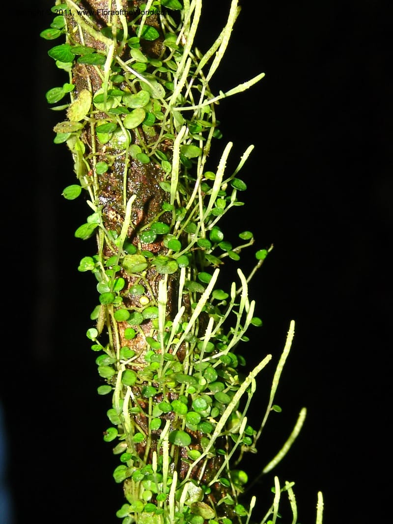 Peperomia, RVasquez31563--Peru. Prov. Oxa. Estac. Paujil. Send. El Mirador. 16 Oct 06. 525.jpg