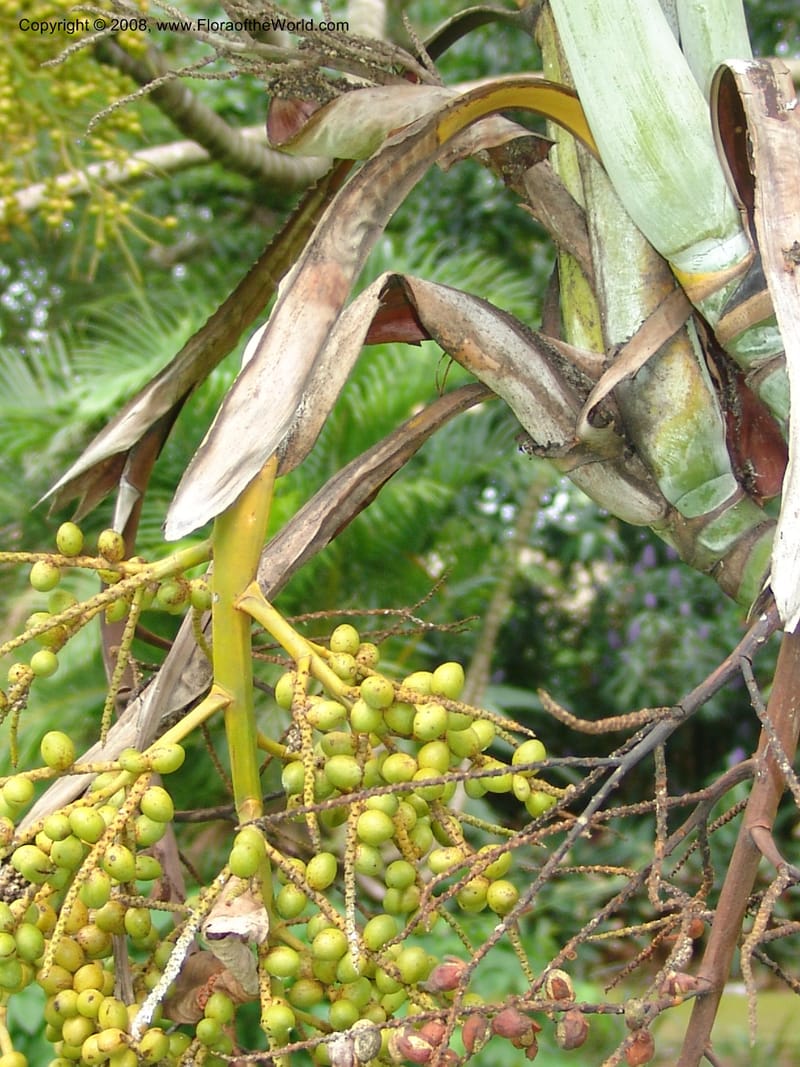 Chrysalidocarpus lucubensis--So. Africa. Durban Bot. Garden. 14 Mch 05. 139.jpg