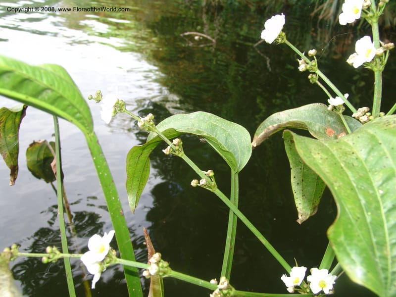 Echinodorus paniculatus, AAraujo-M.1115--Bolivia. Pq. Nac. Madidi. Laguna Chalalan. 26 Nov 04.  033.jpg
