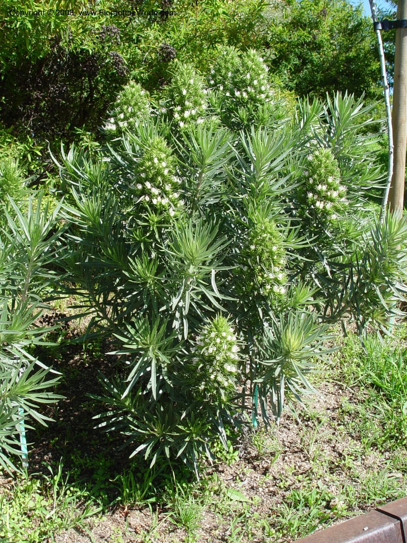 Echium aculeatum, 2003.0246--Spain. Barcelona Bot. Gard. 19 Apr 04. 009.jpg