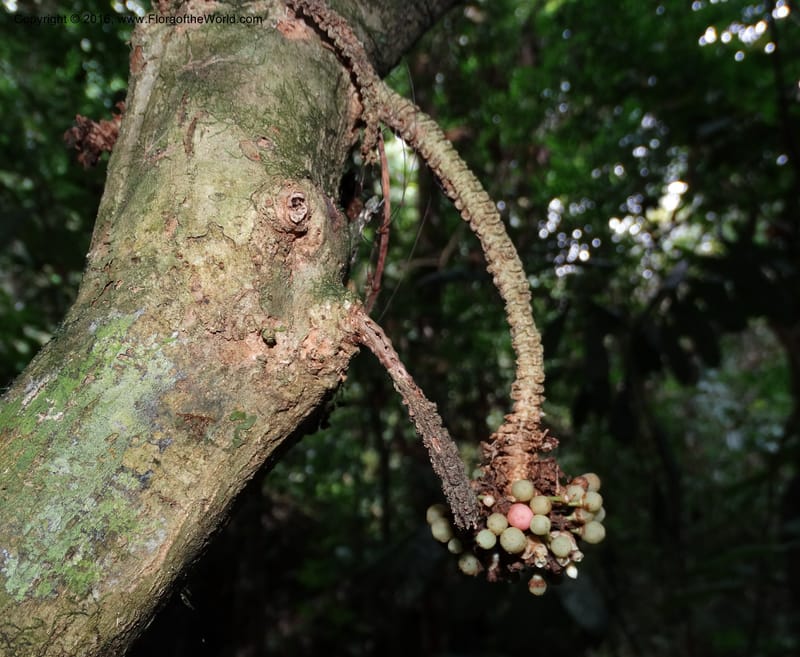 Callicarpa, Davidson, C 12680--Sabah. Danum Valley. 4 Oct 2014. DSC01741 (326).JPG