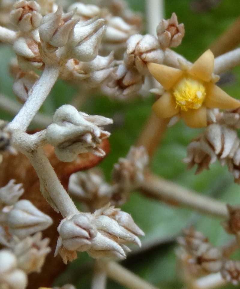Argophyllum, Lowry, P 7423--New Caledonia. PinPin. 20 Nov 2015. DSC03938 (45).JPG