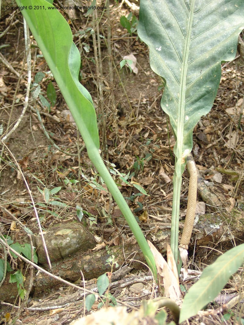 Anthurium plowmanii, AraujoM2908--Bolivia. F. Tamayo. Rio Machariapu. 17 Sep 06. 283 (1).jpg
