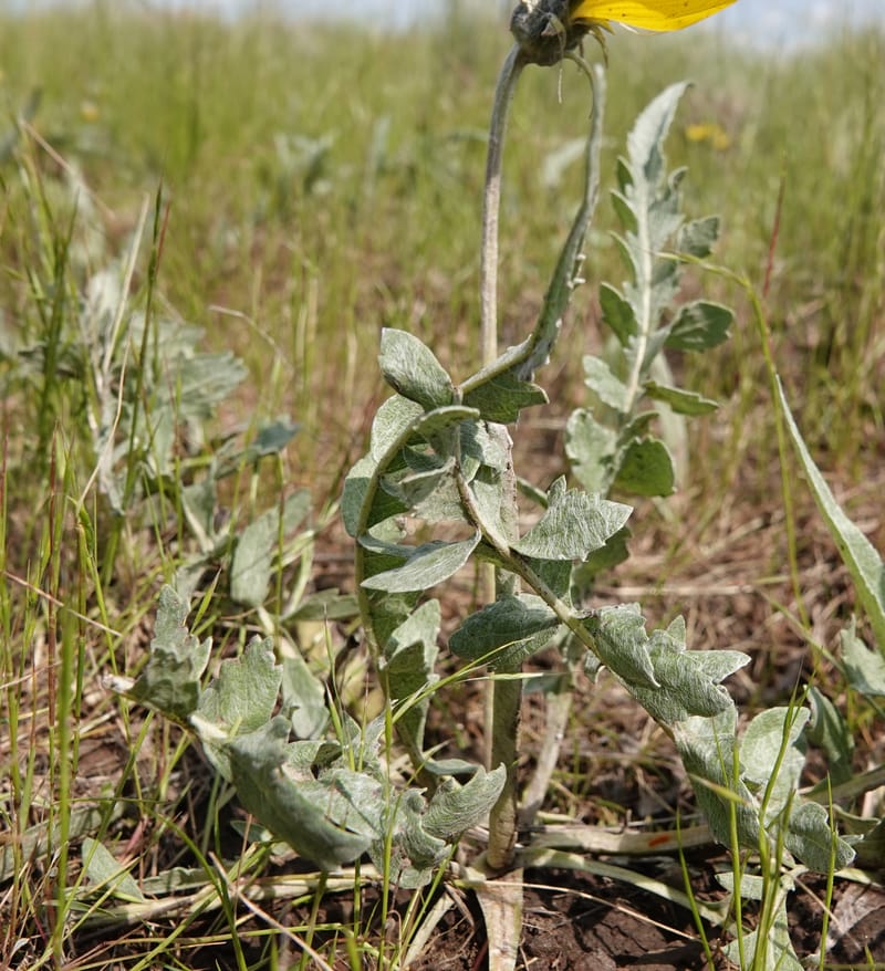 Balsamorhiza incana, C. Davidson 13776--Oregon. Wallowa Co. Trail Cr. Rd. Stop 1. 5 Jun 2018. DSC04910 (13).JPG
