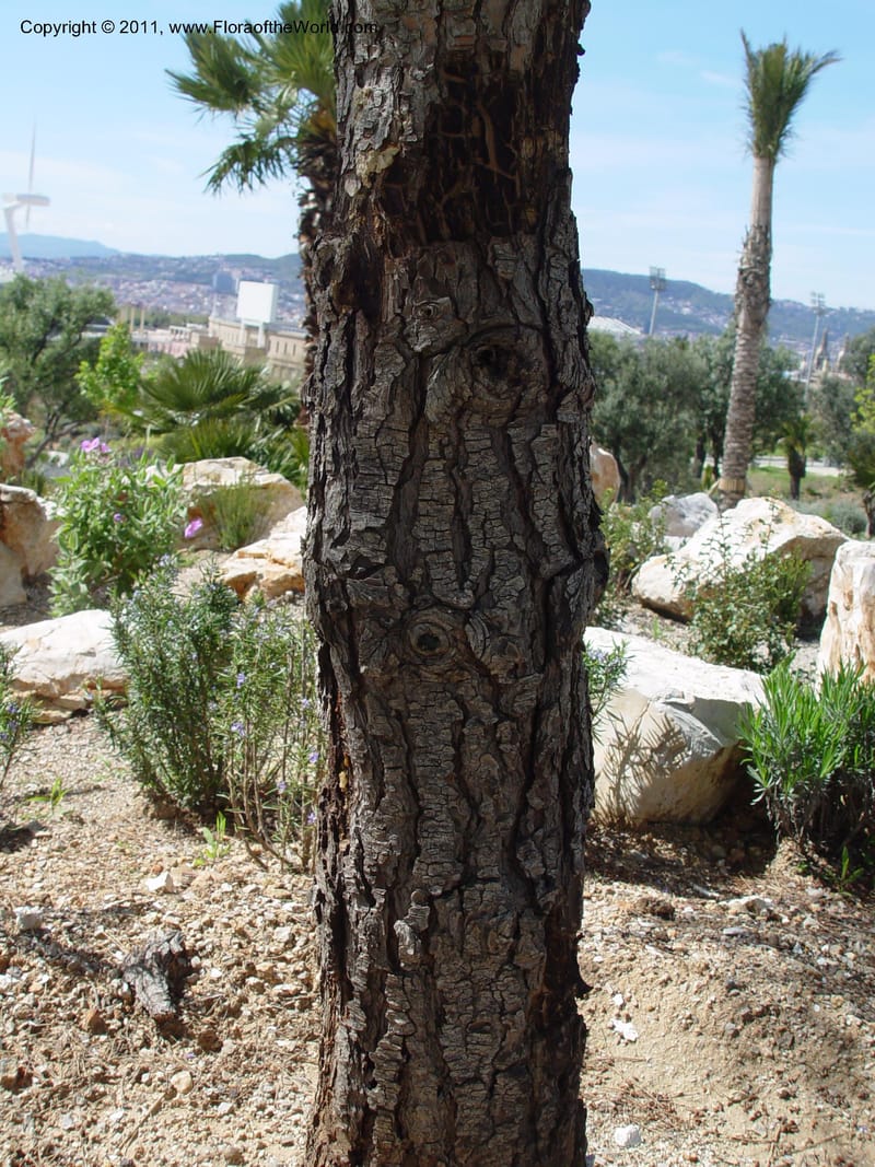 Deeply fissured grey-brown bark on an upright trunk