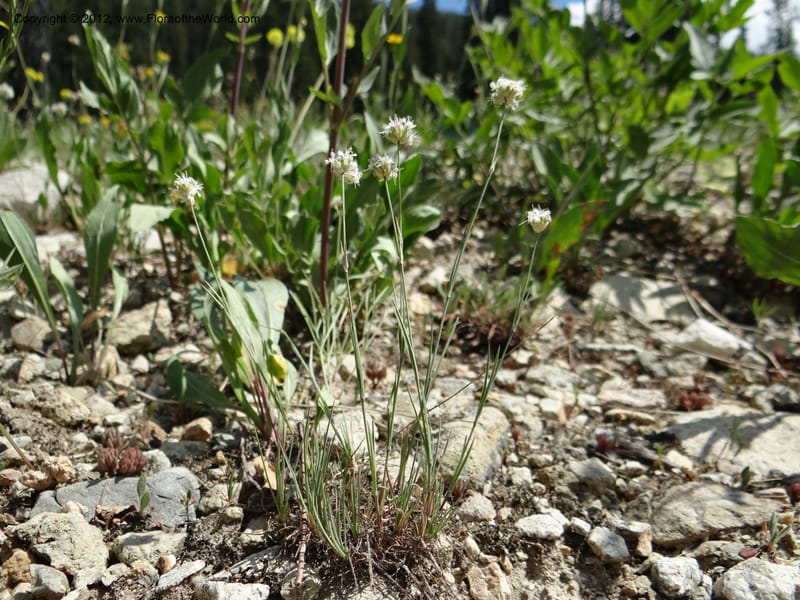 Eremogone congesta, Davidson, C 12074--ID. Valley Co. Yellow Pine to Big Creek Rd. 7 Aug 2012. DSC04021 (57).JPG