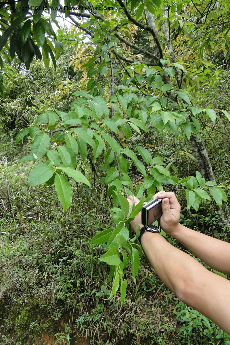 Ilex, Regalado 1770--Viet Nam. Ban Khoang Commune. 4 May 2011. 038 (5).jpg