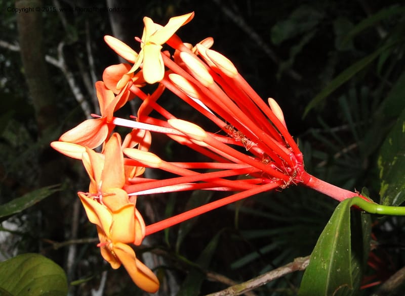 Ixora, Regalado 1907--Viet Nam. Hon Ba Nature Res. 12 May 2011. 359 (8).jpg