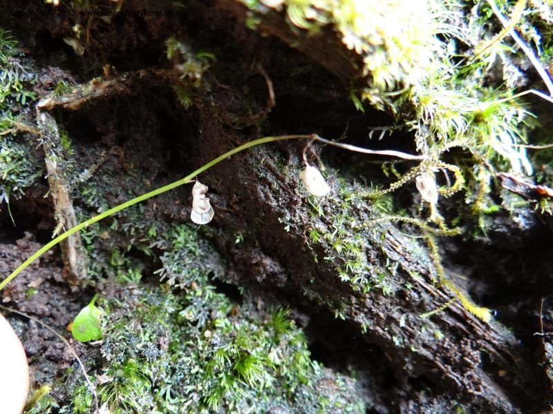 Utricularia, VC 5533--Thailand. Chiang Mai Prov. Doi Pha Hom Pok Nat. Park. 10 Nov 2012. DSC08349 (117).JPG