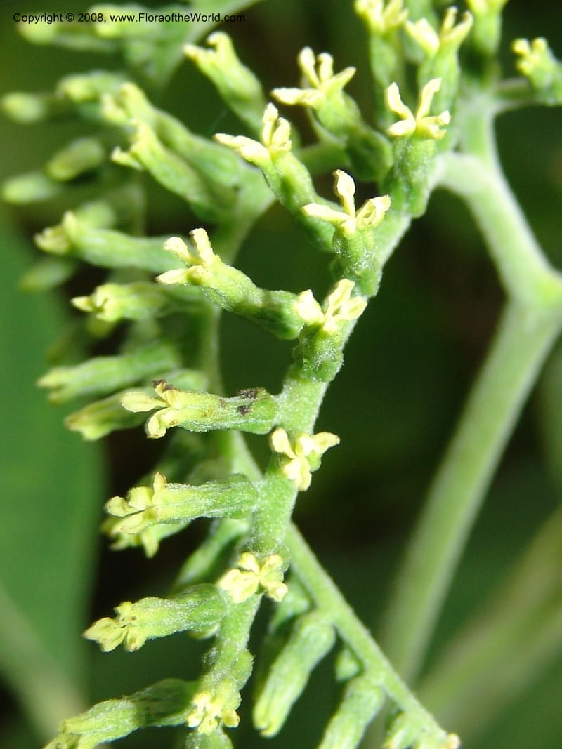 Tournefortia acutiflora--CA. San Francisco Botanical Garden (Strybing Arb.). 30 Mch 06. 145.jpg