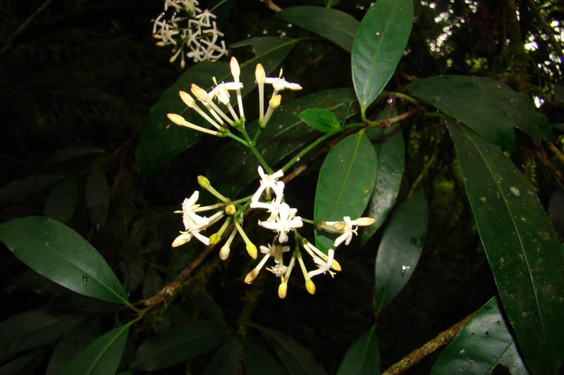 Ixora scheffleri, WKindeketa2986--Tanz. Rungwe Distr. Rungwe For. Res. 24 Jan 08. 205.jpg