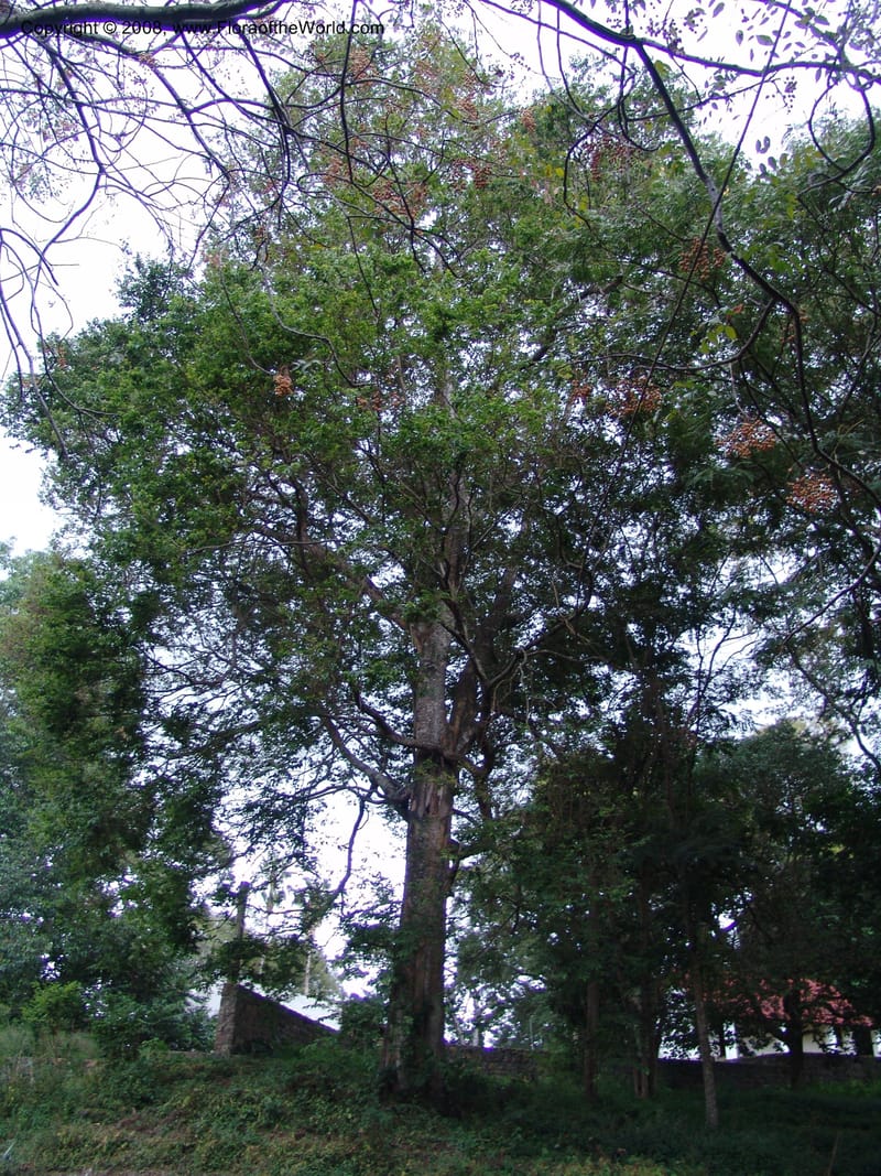 Celtis africana--Tanzania. Ngare Sero Lodge, Arusha. 28 Jun 04. 048.jpg