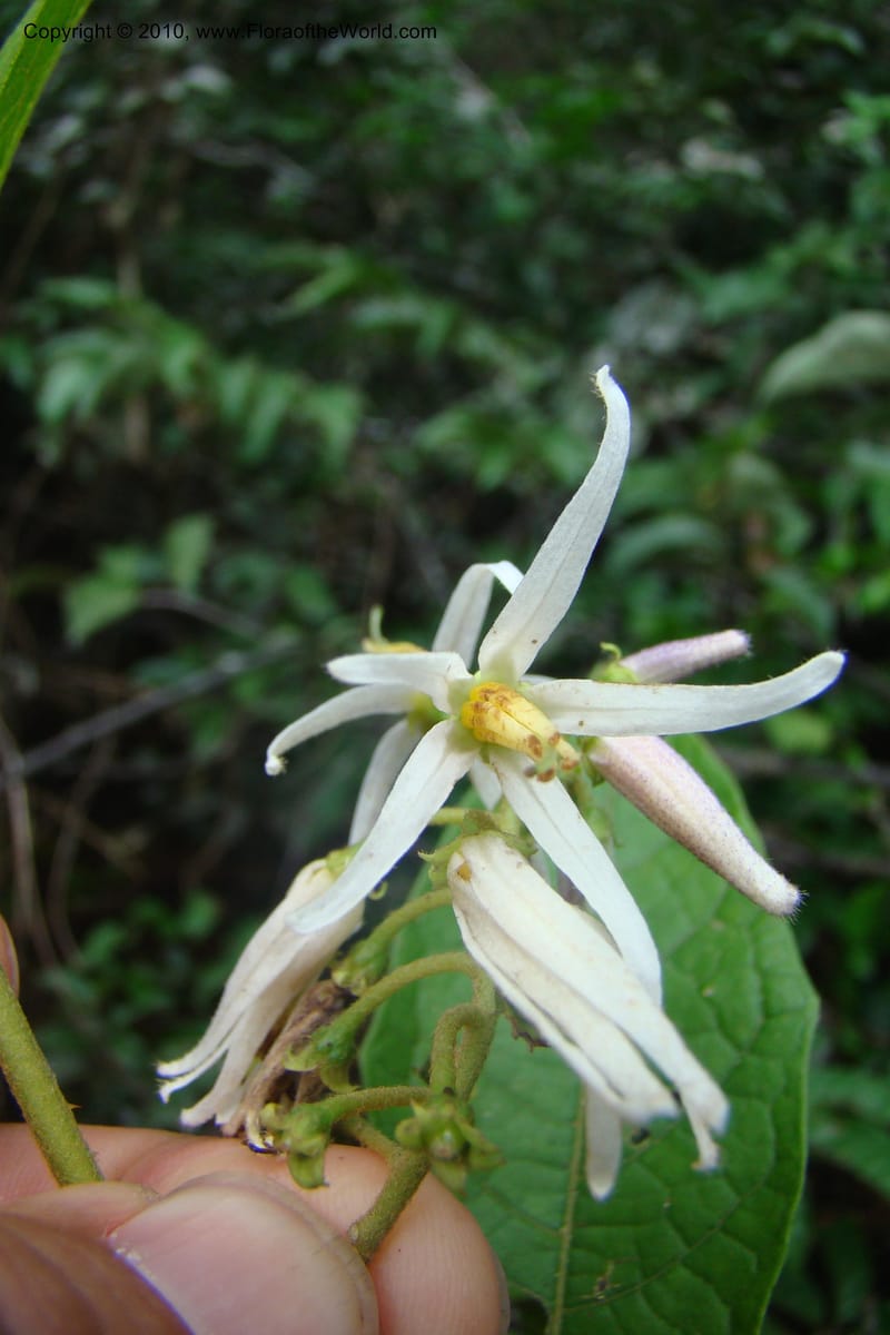Solanum, RVasquez34842--Peru. Loreto. Dist. Nauta. Qbda Nawapa, Rio Tigre. 11 Nov 08. 014.jpg